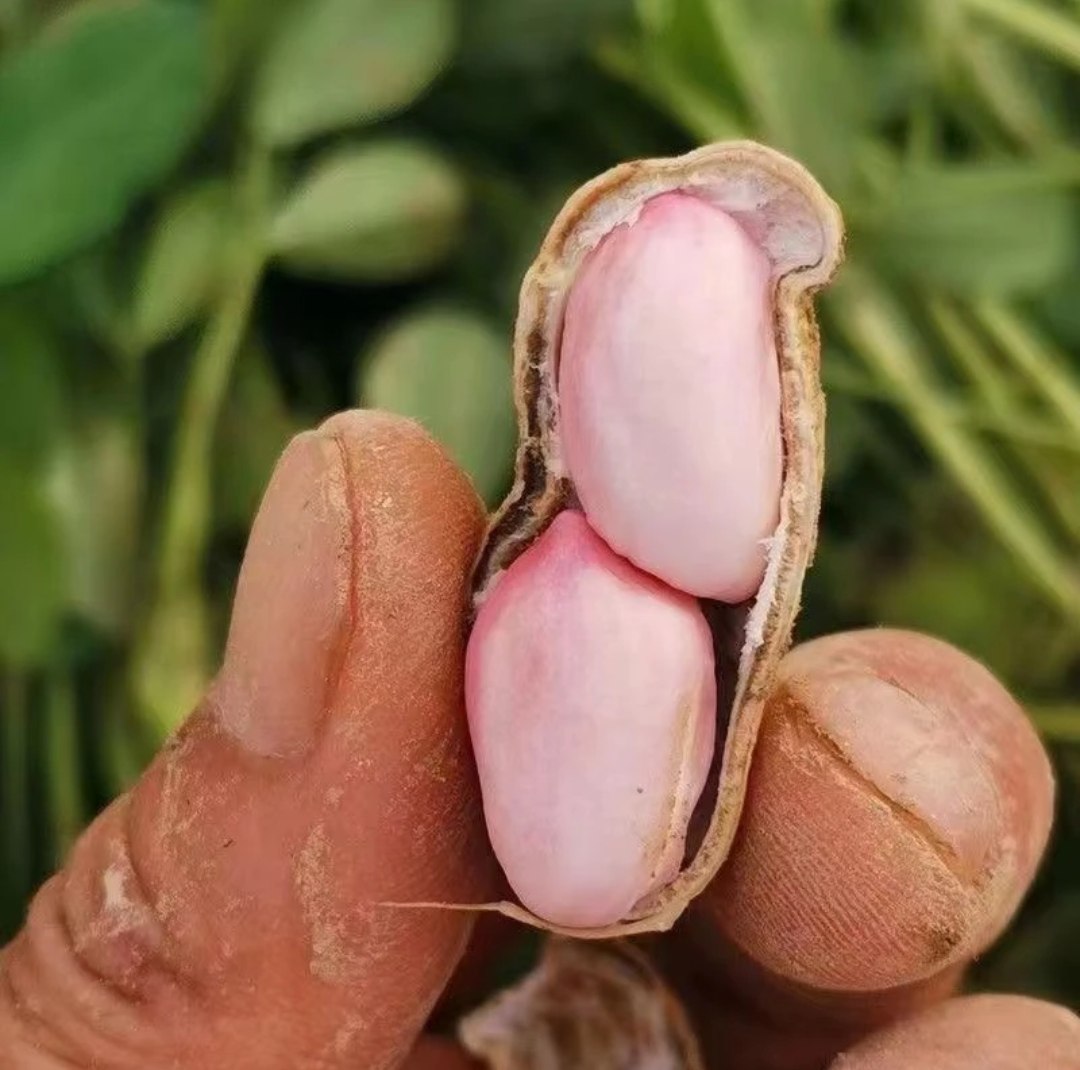 花生与菜籽实物对比图