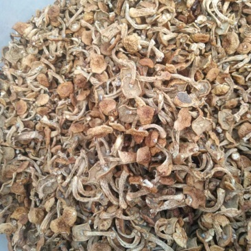 精品滑子菇货源充足质量保证量大从优质量保证欢迎咨询