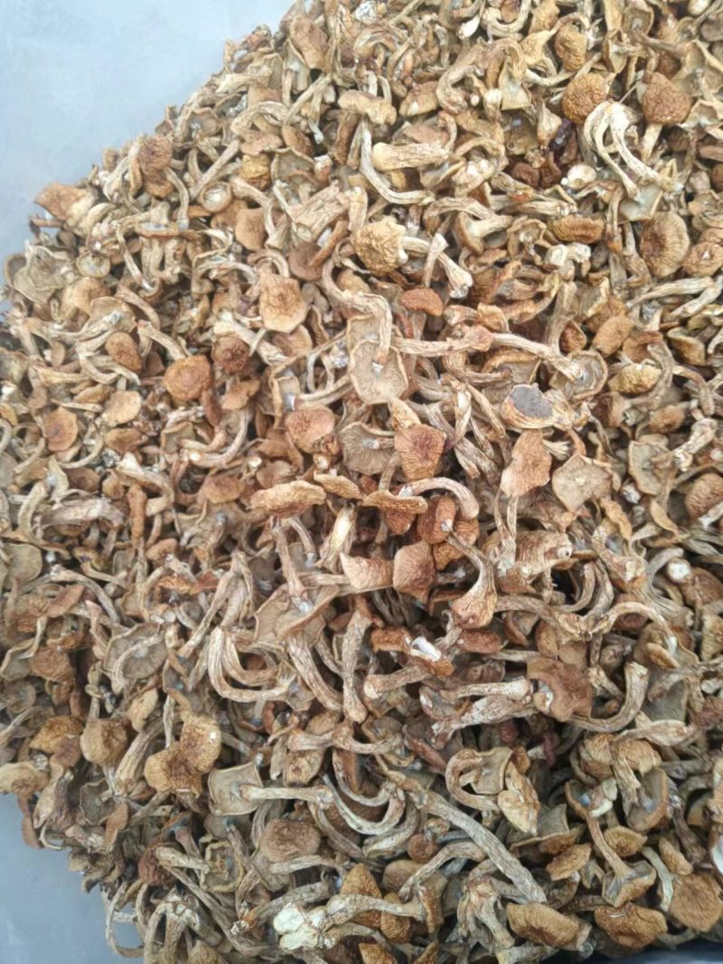 精品滑子菇货源充足质量保证量大从优质量保证欢迎咨询
