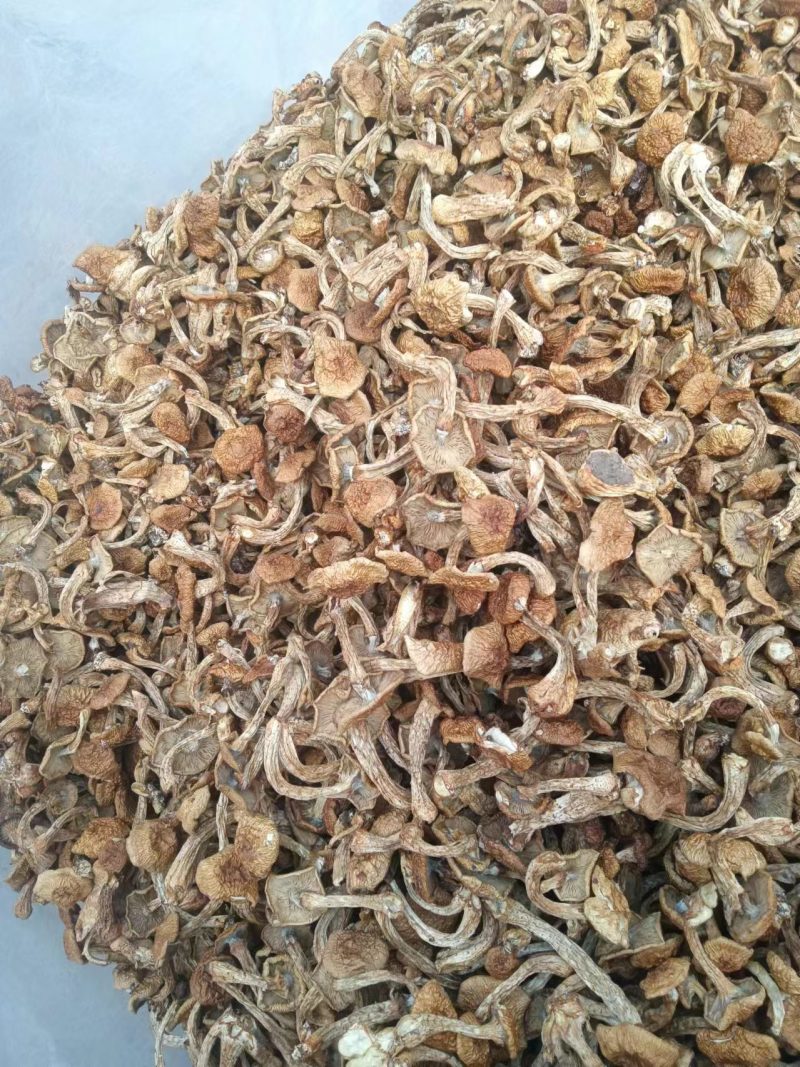 精品滑子菇货源充足质量保证量大从优质量保证欢迎咨询