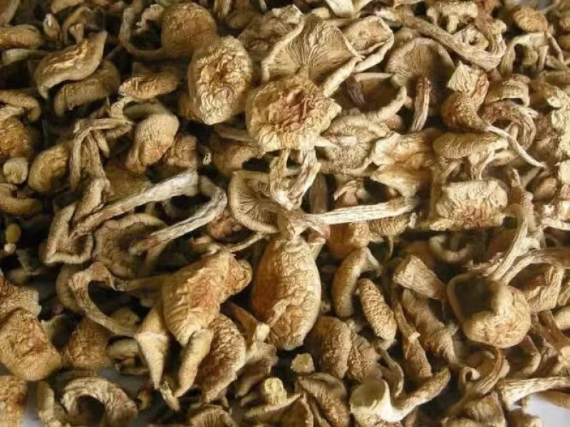 精品滑子菇货源充足质量保证量大从优质量保证欢迎咨询