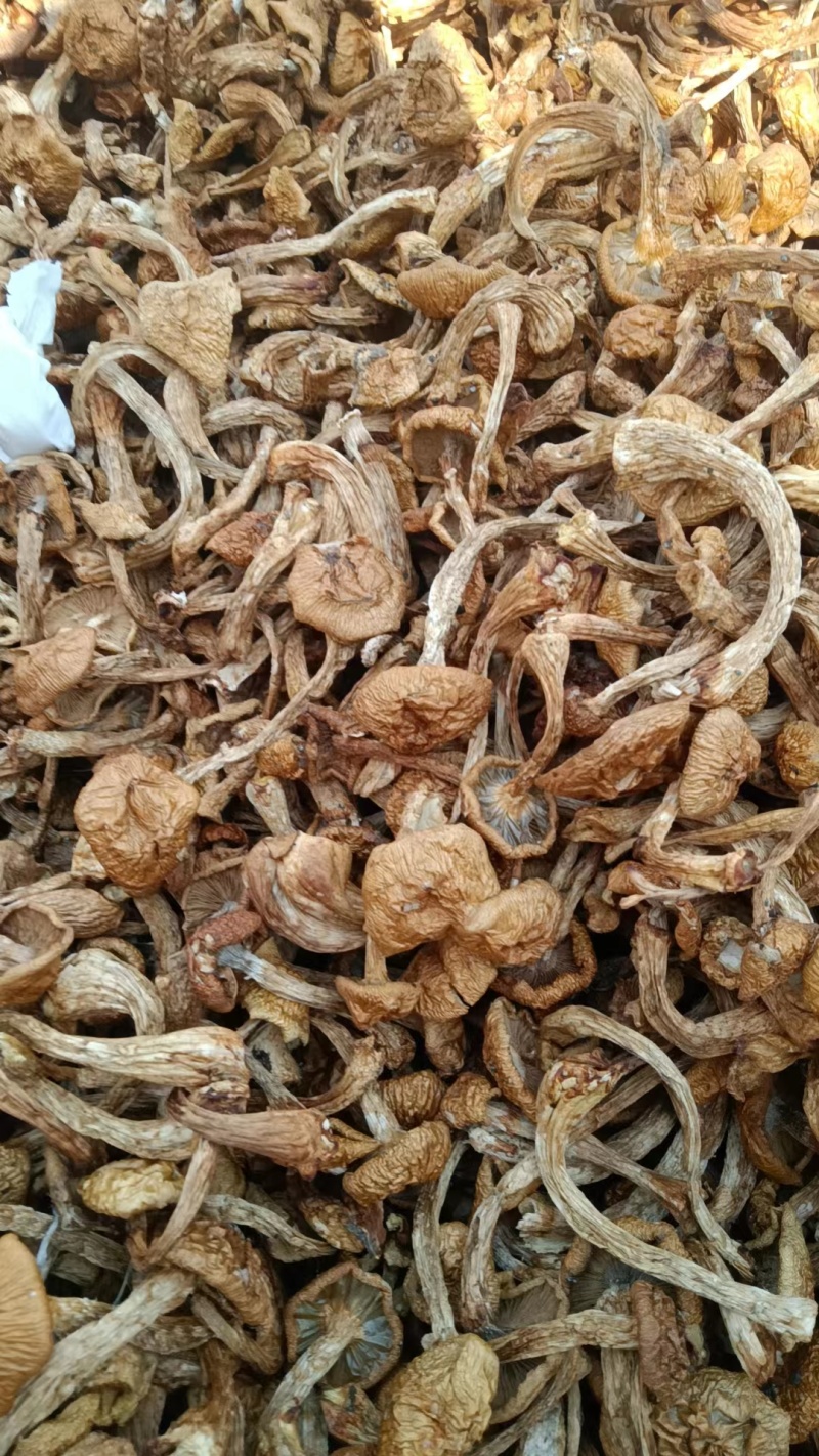 精品滑子菇货源充足质量保证量大从优质量保证欢迎咨询