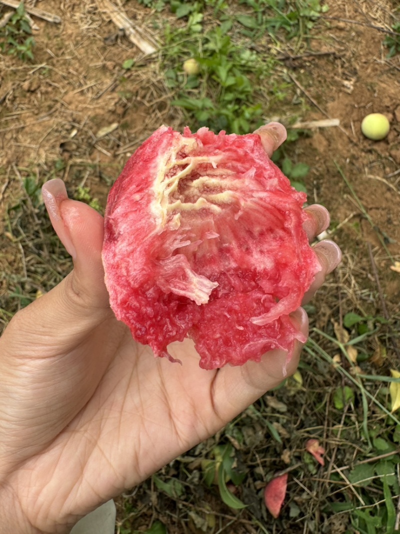 血桃，小时候的味道