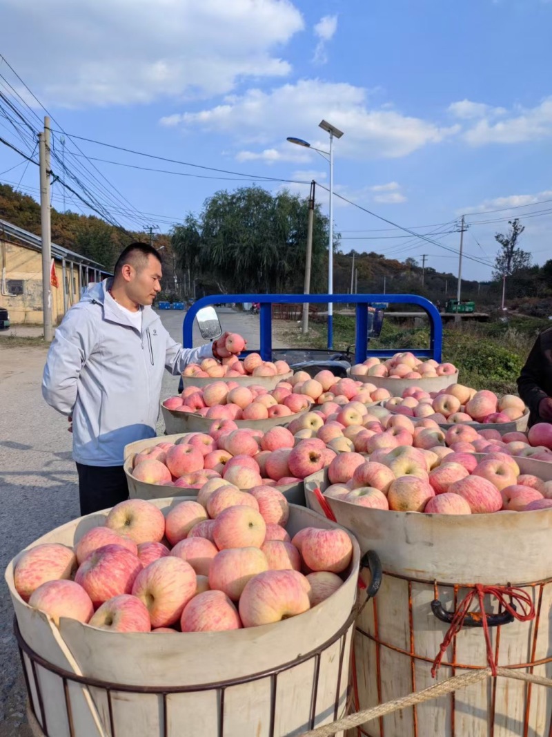 【烟台栖霞红富士】原产地直发脆甜多汁社区团购整车配送