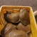 精品黄公甲鱼颜色黄肉质软嫩活体生鲜规格齐全