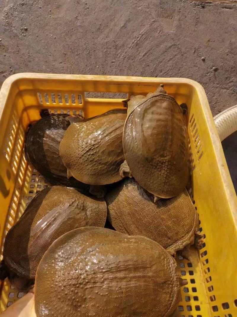 精品黄公甲鱼颜色黄肉质软嫩活体生鲜规格齐全