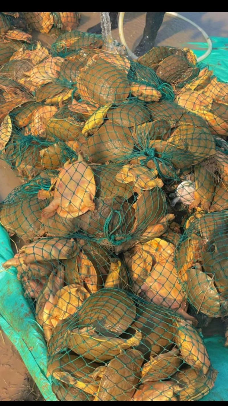 精品黄公甲鱼颜色黄肉质软嫩活体生鲜规格齐全