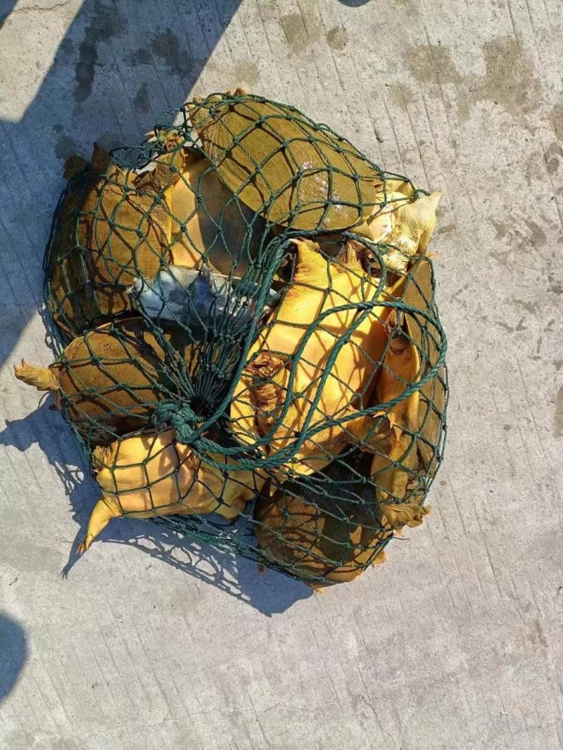 精品黄公甲鱼颜色黄肉质软嫩活体生鲜规格齐全