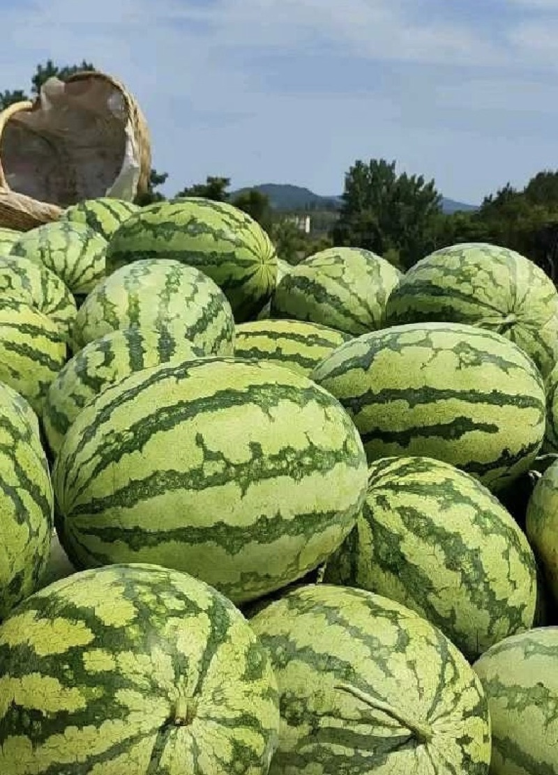 金城金花，西瓜石头瓜产地一手货源量大从优全国发货