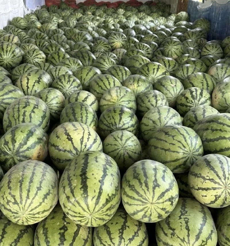 金城金花，西瓜石头瓜产地一手货源量大从优全国发货