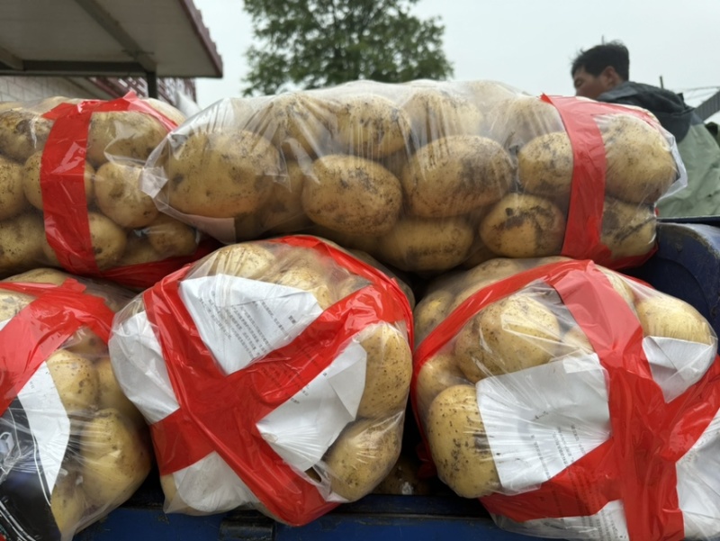 绥中县实验一号土豆黄心黄皮土豆大量上市供应全国市场