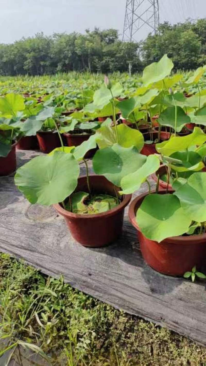 盆栽何花