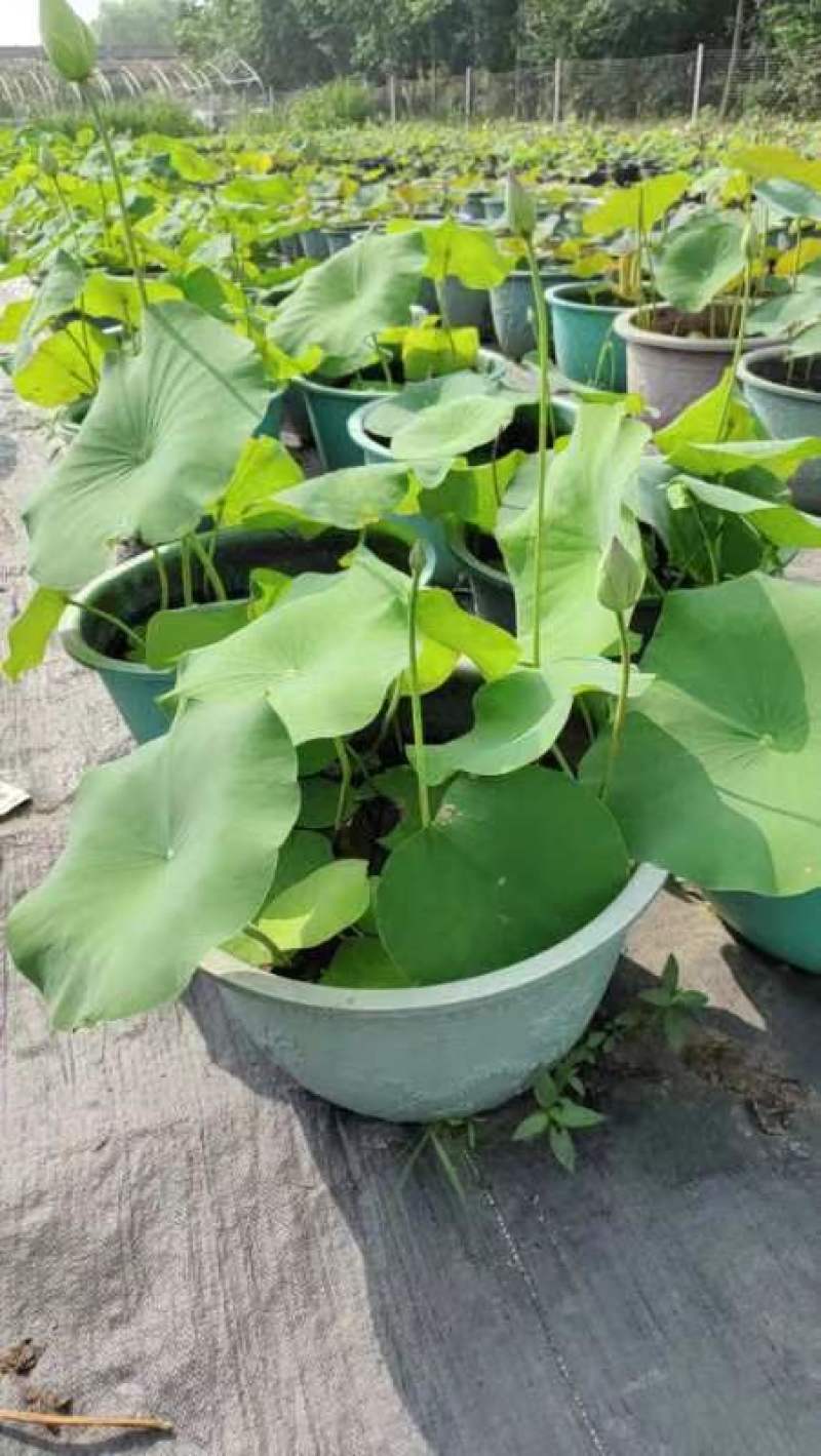 盆栽何花