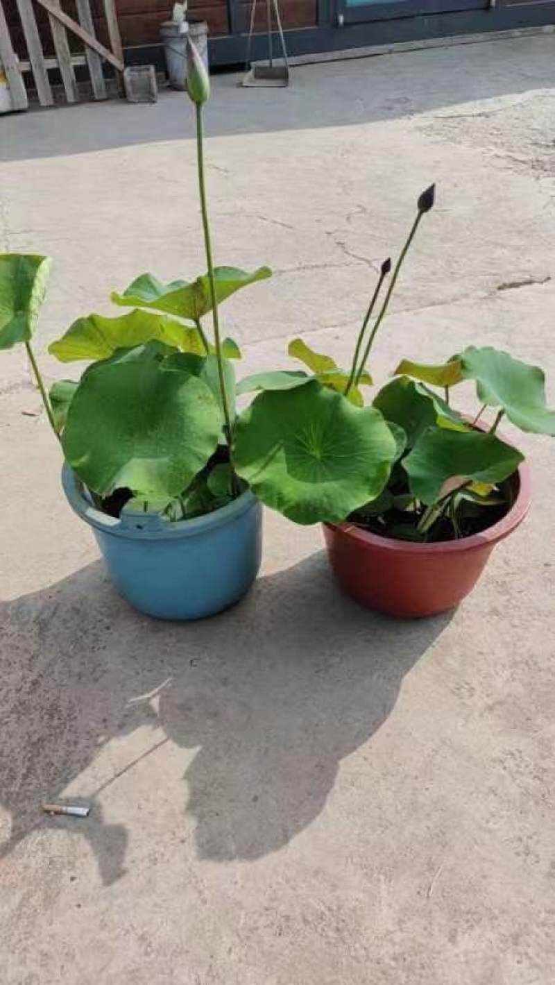 盆栽何花