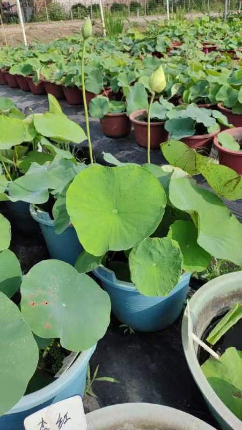 盆栽何花