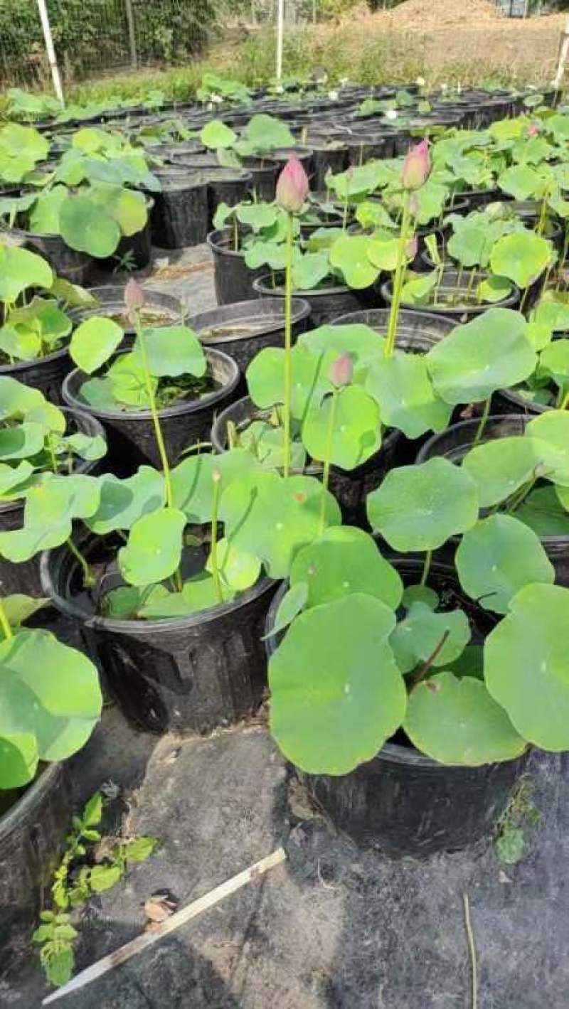 盆栽何花