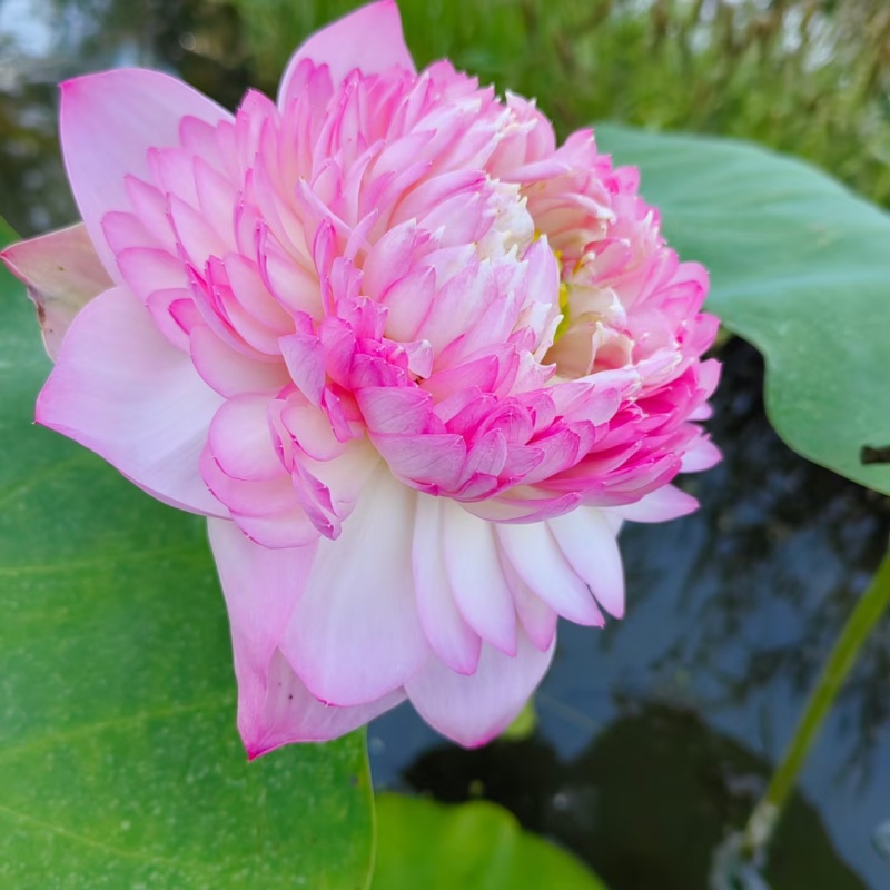盆栽何花