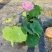 盆栽何花
