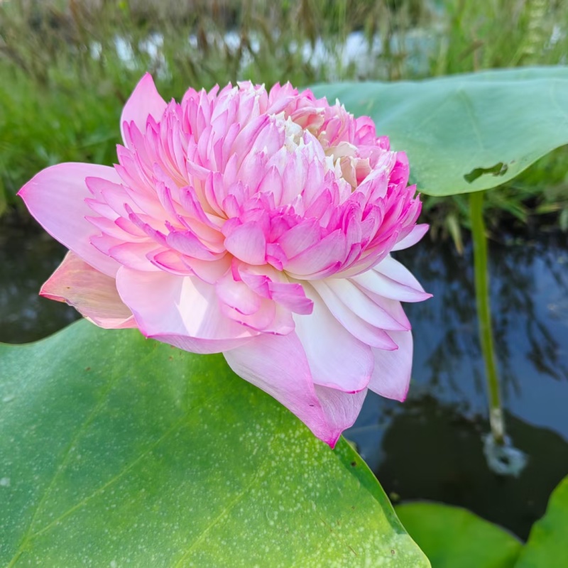 盆栽何花
