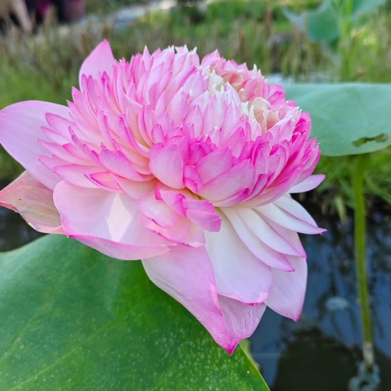 盆栽何花