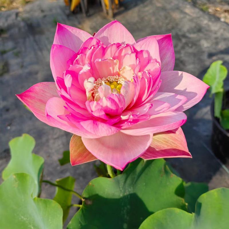 盆栽何花