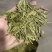 口粮茶推荐75一斤