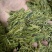 口粮茶推荐75一斤