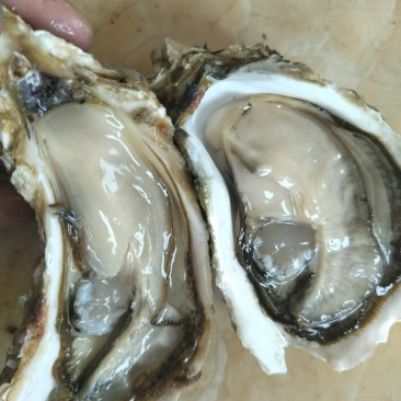 生蚝批发