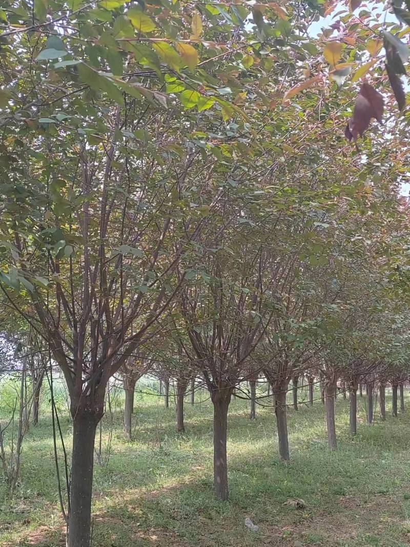 榆叶梅，3到15公分榆叶梅，美人梅，