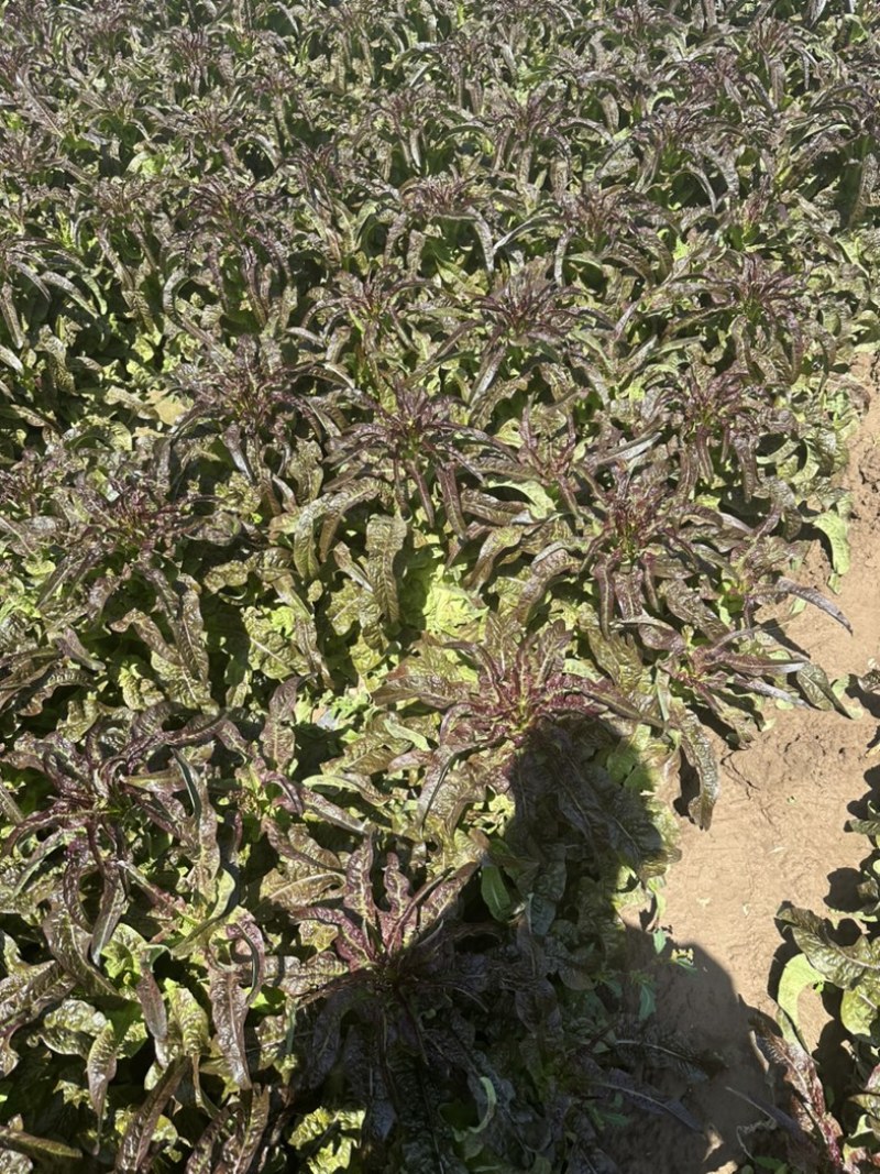 精品红叶莴笋，甘肃产地无空心脱节