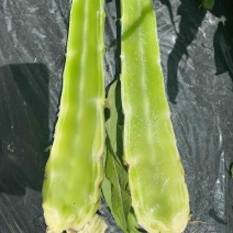 甘肃省定西市高原夏菜红叶莴笋，光杆毛叶都行