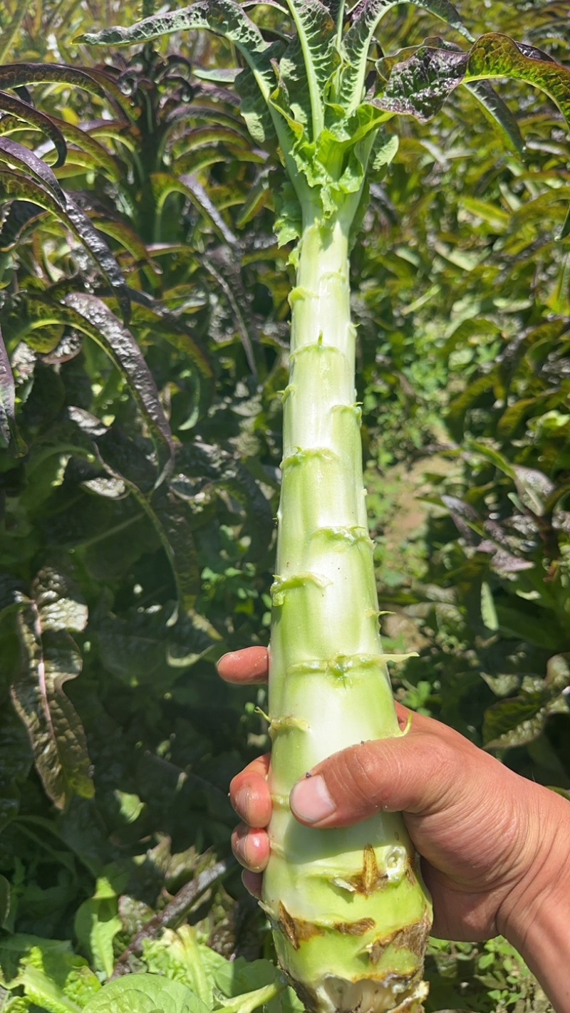 甘肃省定西市高原夏菜红叶莴笋