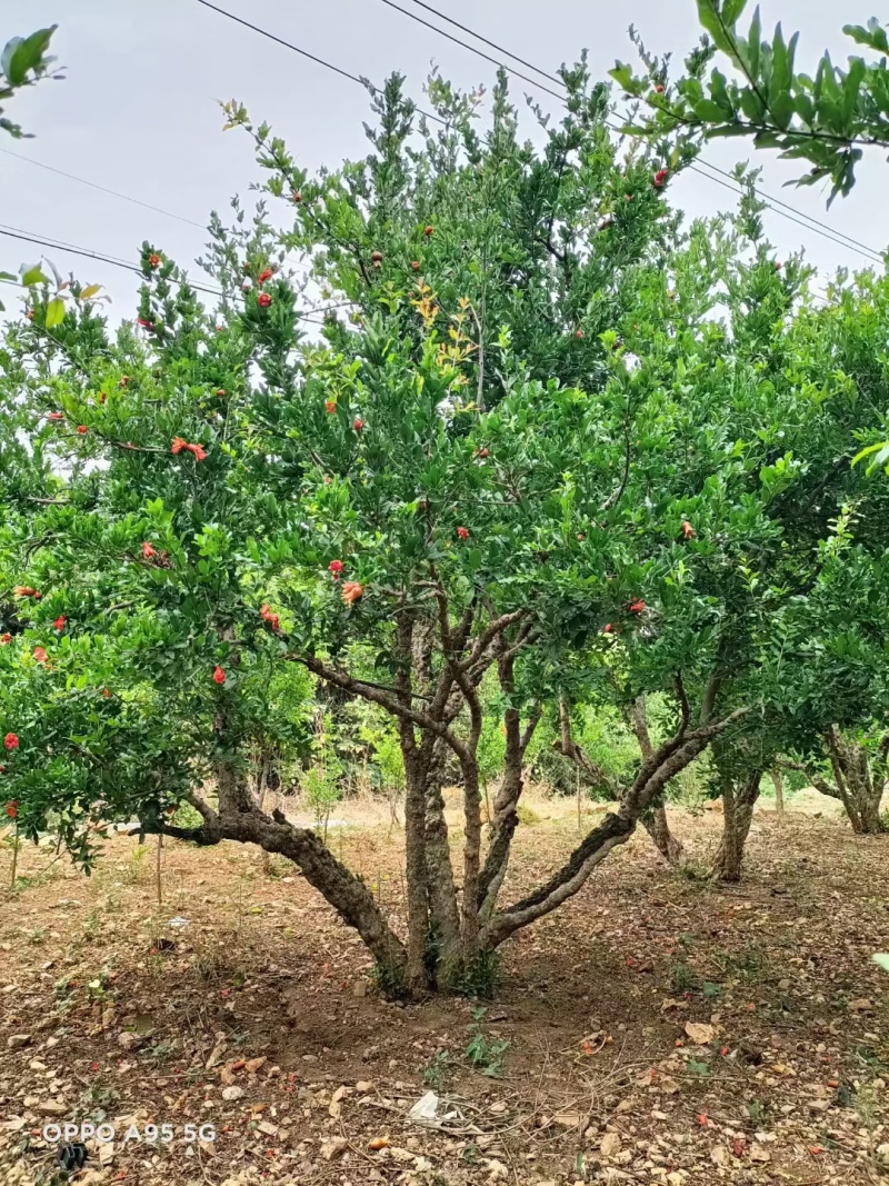 丛生石榴树，大骨架石榴树，独杆石榴树