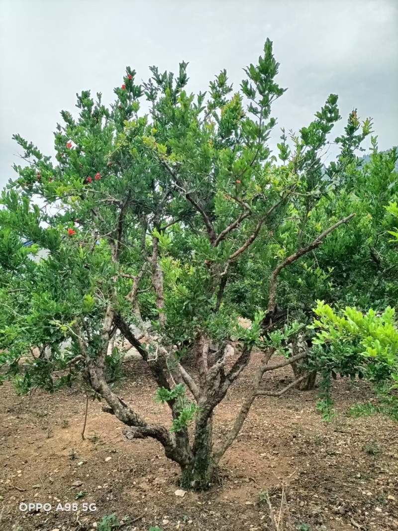 丛生石榴树，大骨架石榴树，独杆石榴树
