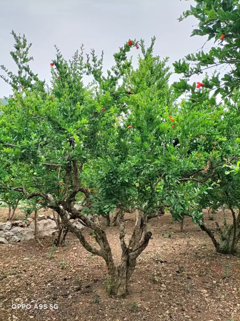 丛生石榴树，大骨架石榴树，独杆石榴树