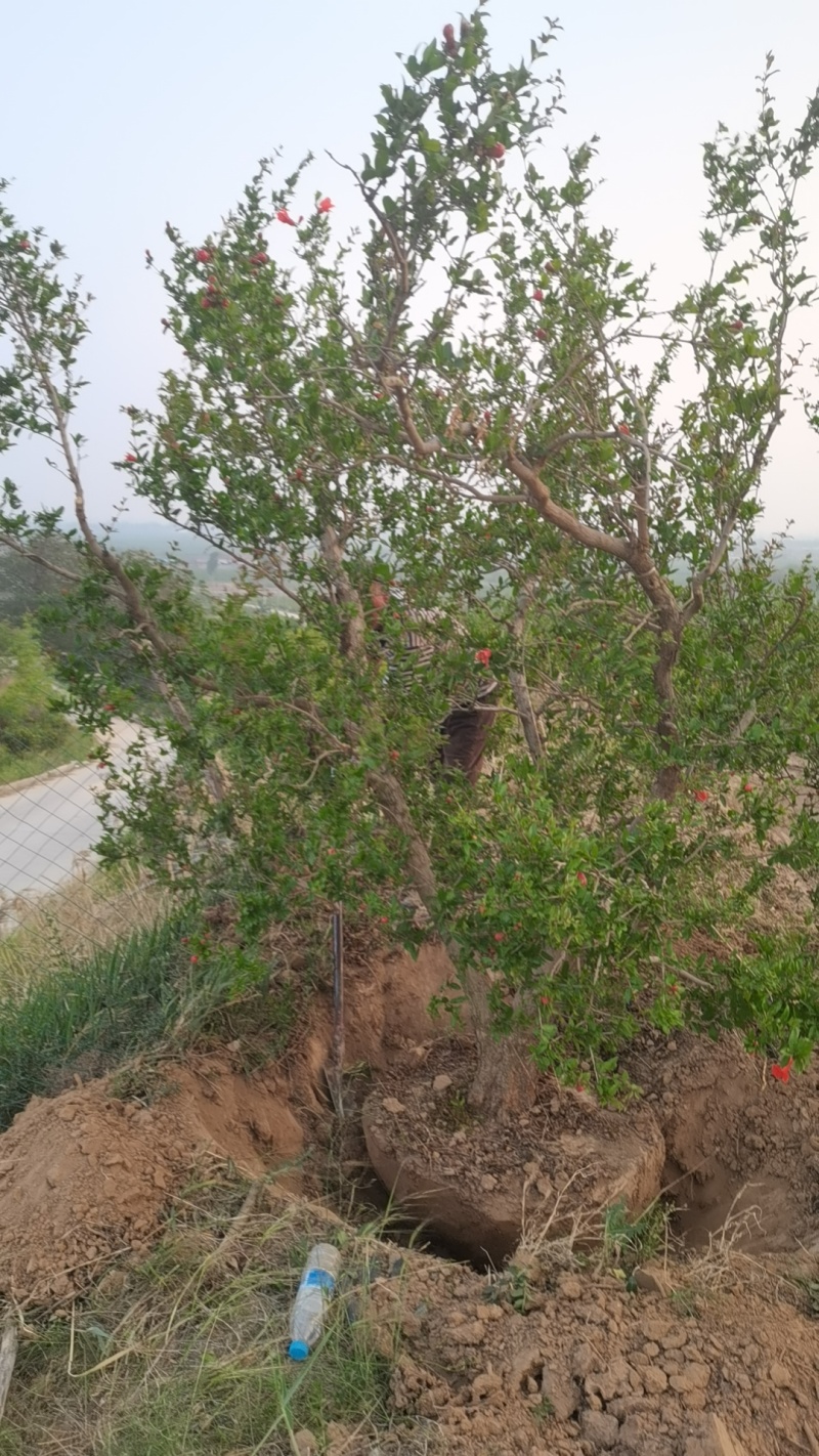 丛生石榴树，大骨架石榴树，独杆石榴树