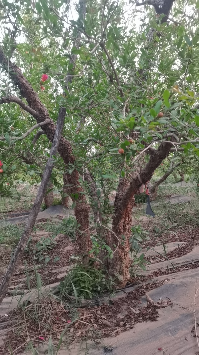 丛生石榴树，大骨架石榴树，独杆石榴树