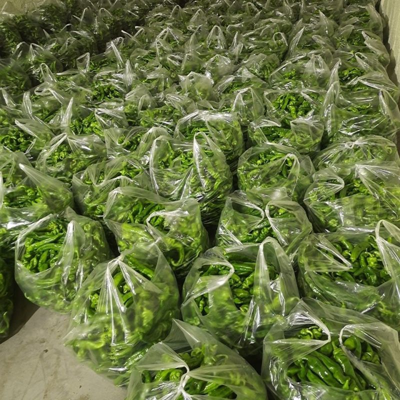 精品陇椒产地直供货源充足品质保证价格优惠欢迎致电