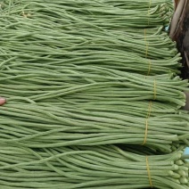 精品豆角产地直供现摘现发大量上市品质保证欢迎洽谈