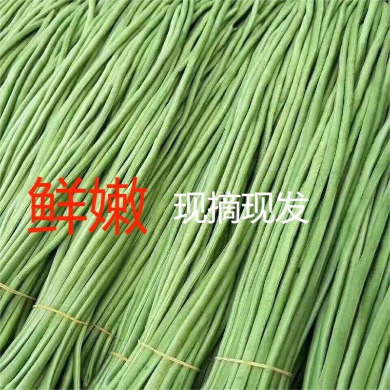 精品豆角产地直供现摘现发大量上市品质保证欢迎洽谈