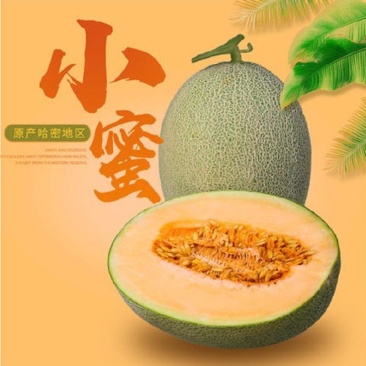 甘肃民勤蜜瓜，小蜜25号，西州蜜17号，专业代办诚信为本