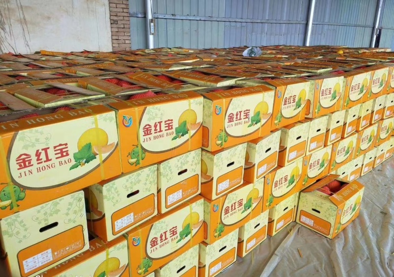 甘肃民勤金红宝蜜瓜，电商一件代发，全国包邮，品质保证