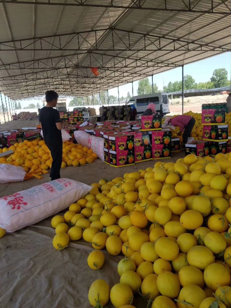 甘肃民勤金红宝蜜瓜，电商一件代发，全国包邮，品质保证