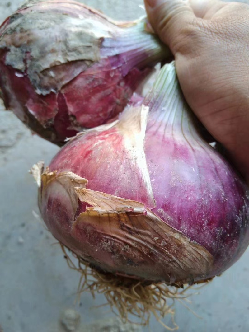 精品二红洋葱产地直发诚信经营货发全国可远程看货