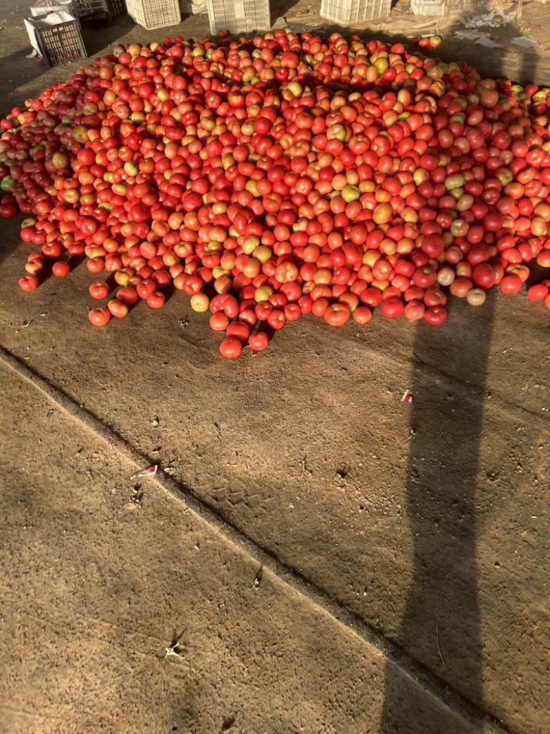硬粉精品下来了，基地直发，电商供货。