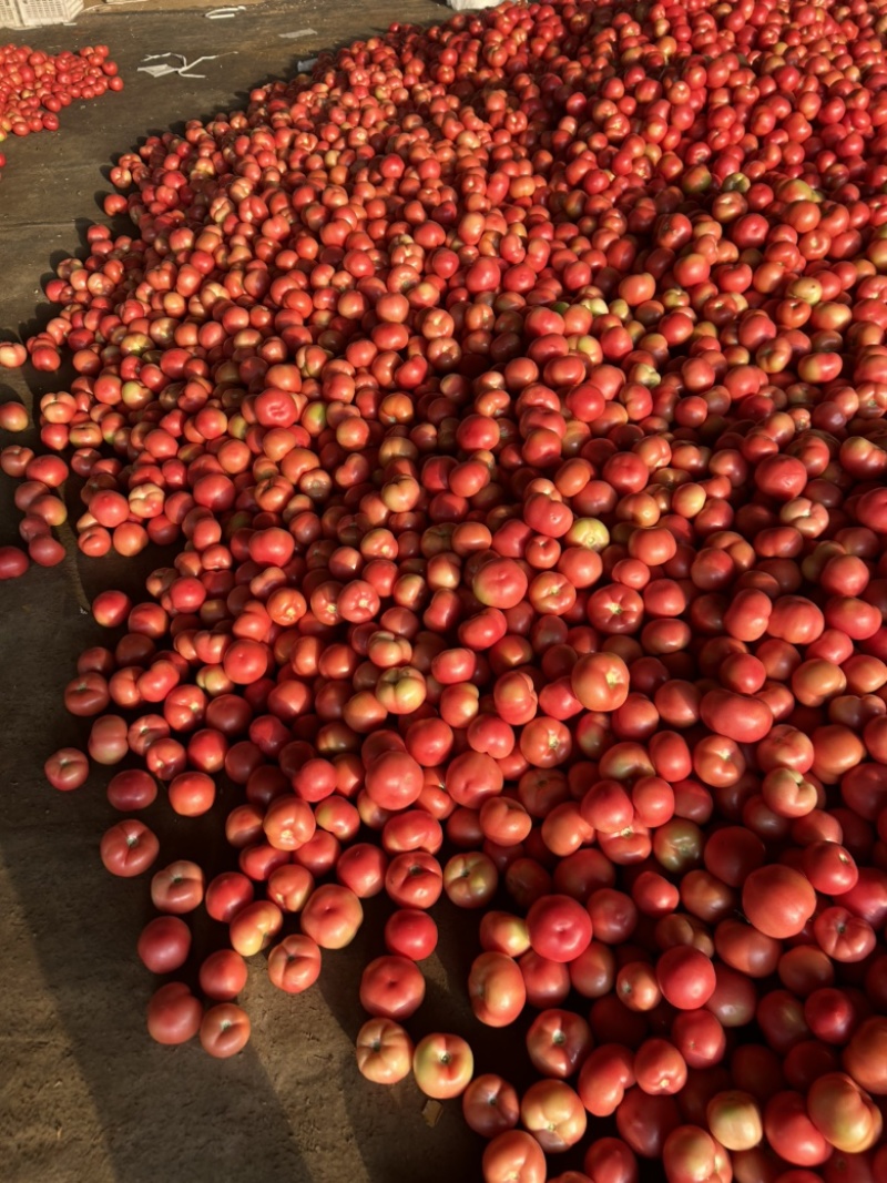 硬粉精品下来了，基地直发，电商供货。