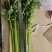 法国皇后芹菜山东菏泽曹县芹菜产区西芹产地直供