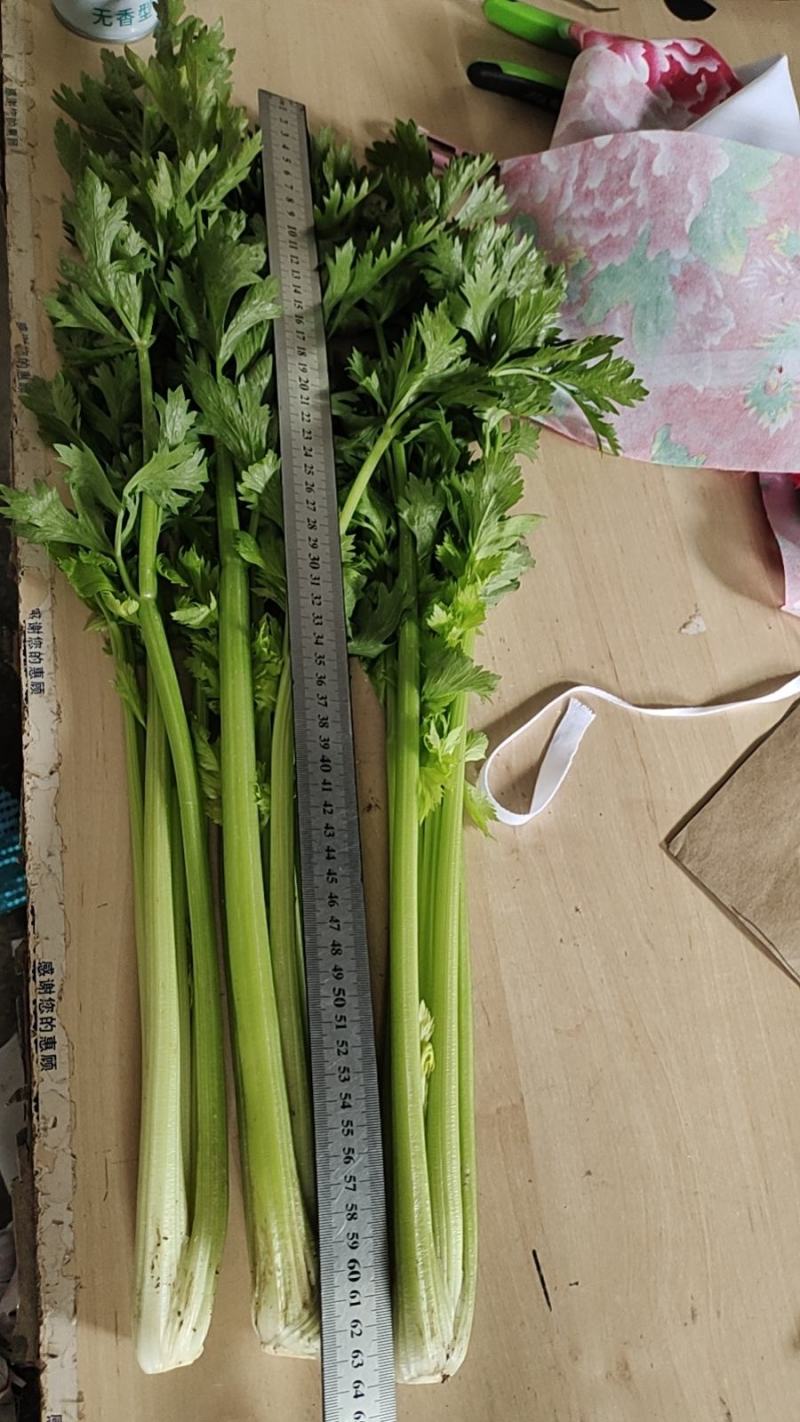 法国皇后芹菜山东菏泽曹县芹菜产区西芹产地直供