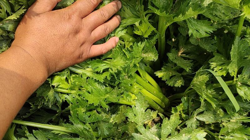 法国皇后芹菜山东菏泽曹县芹菜产区西芹产地直供