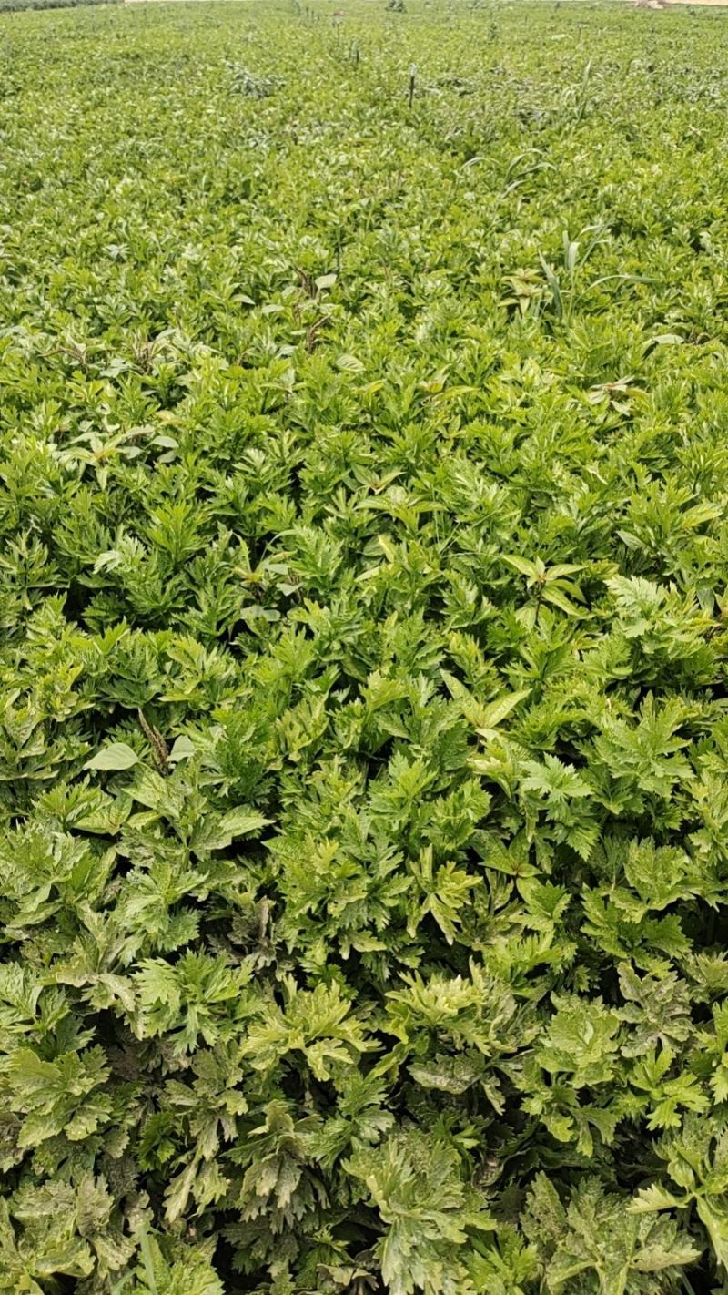 法国皇后芹菜山东菏泽曹县芹菜产区西芹产地直供